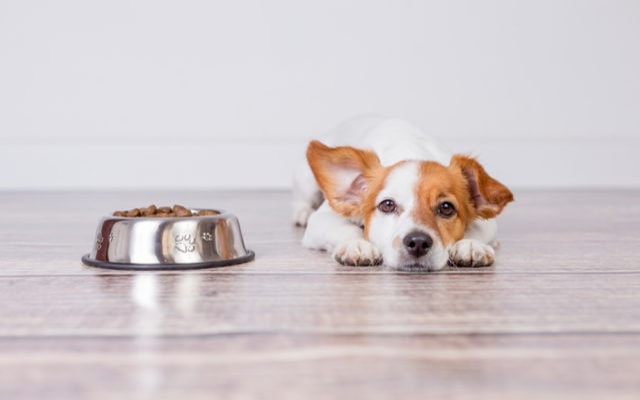 なぜ 愛犬がドライフードを食べない6つの原因と5つの正しい対処法 ドグラン